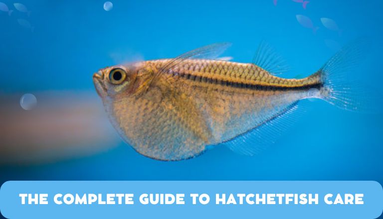 Hatchetfish