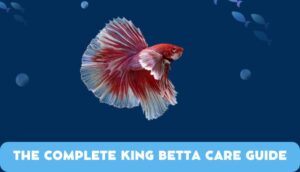 King Betta