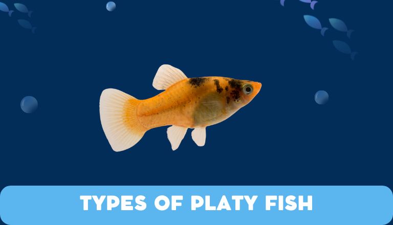 Types Of Platy Fish