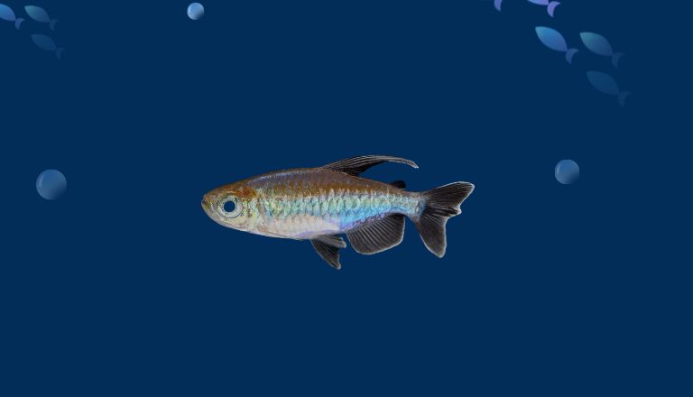 Congo Tetra Size