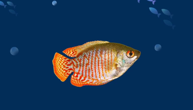 Dwarf Gourami Size