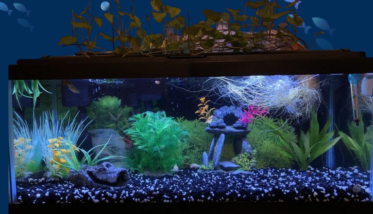 how to cycle a fish tank