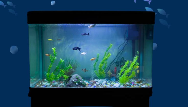 Nitrogen Cycle Aquarium