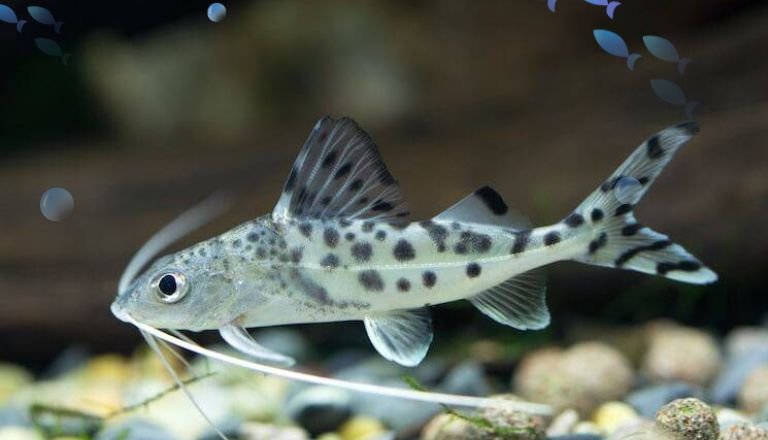 Pictus Catfish Lifespan