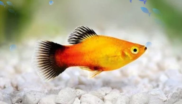 platy varieties