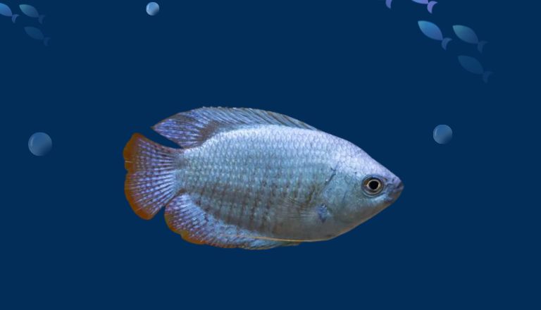 Powder Blue Dwarf Gourami