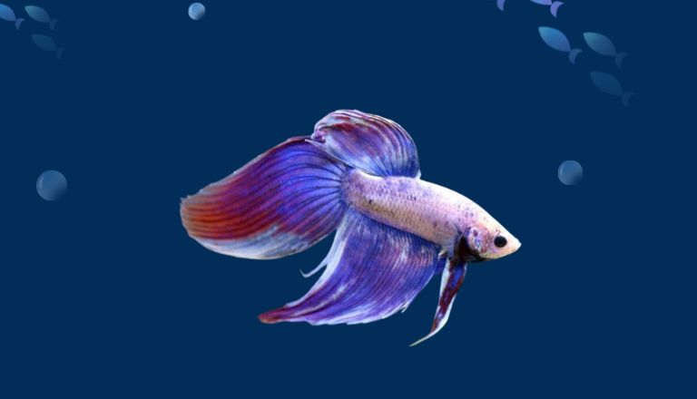 what is dropsy in betta fish