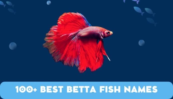 100+ Best Betta Fish Names