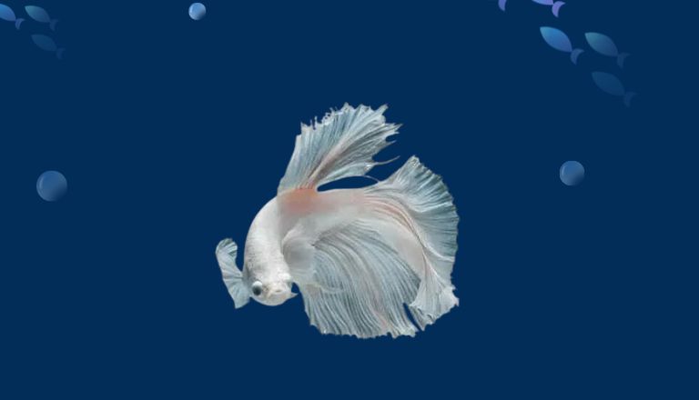 Blue Betta Fish Names