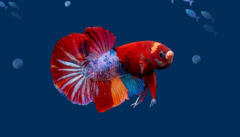 betta fish names and photos