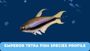 Emperor Tetra