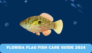 Florida Flag Fish