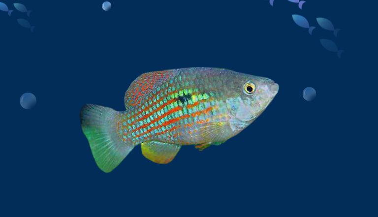 Pristella Tetra