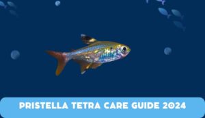 Pristella Tetra