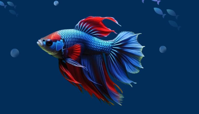 Beautiful Betta Fish