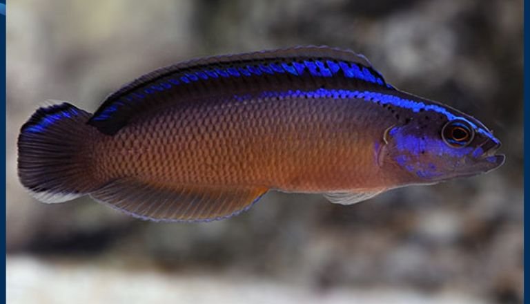 Black Neon Dottyback