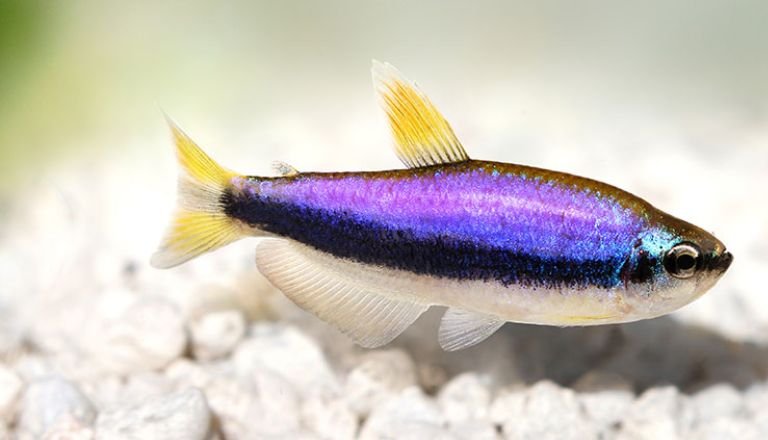 Emperor Tetra