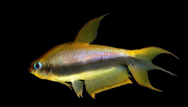 Gold Emperor Tetra