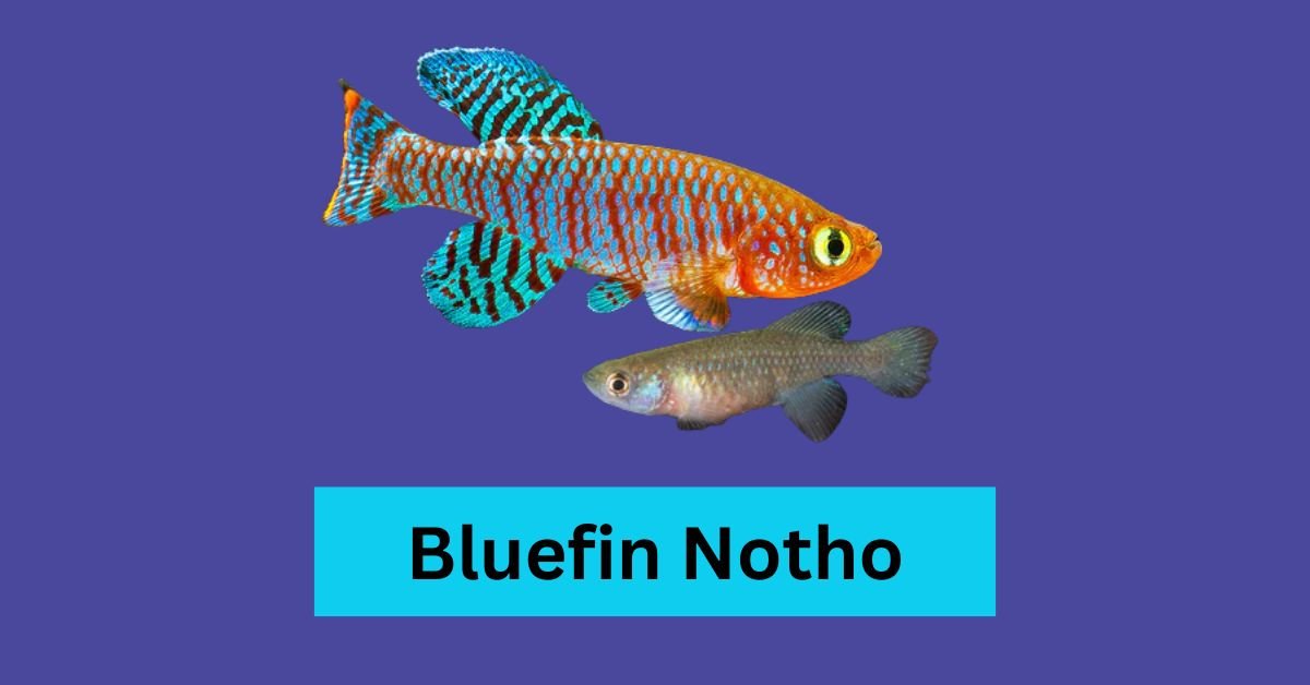 Bluefin Notho