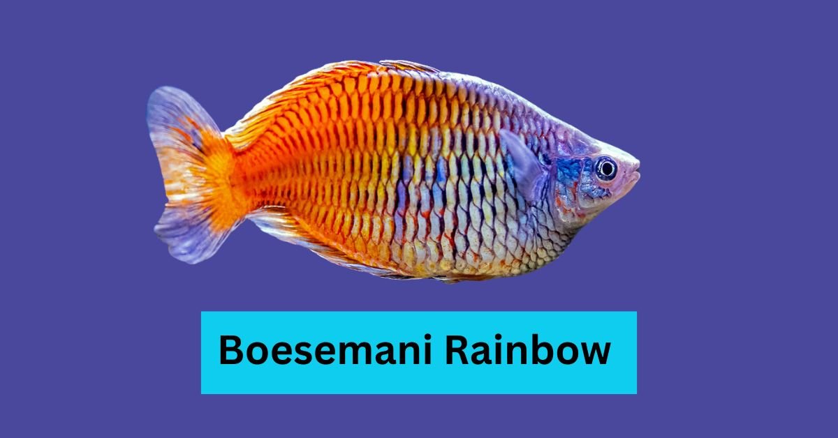 Boesemani Rainbow