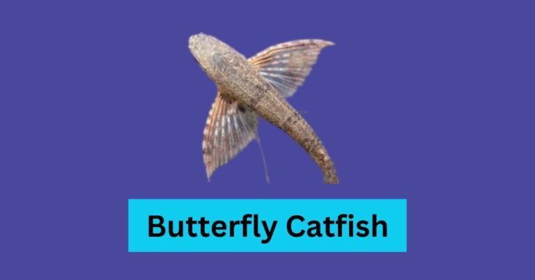 Butterfly Catfish