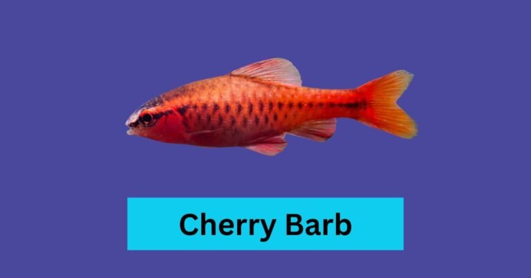 Cherry Barb