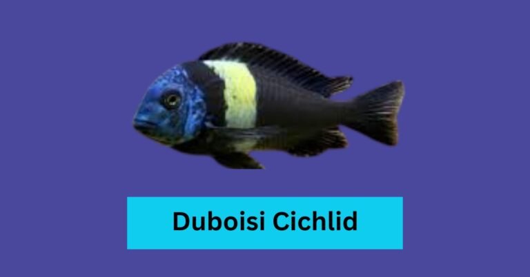 Duboisi Cichlid