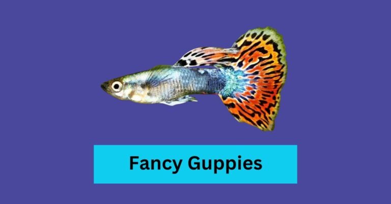 Fancy Guppies