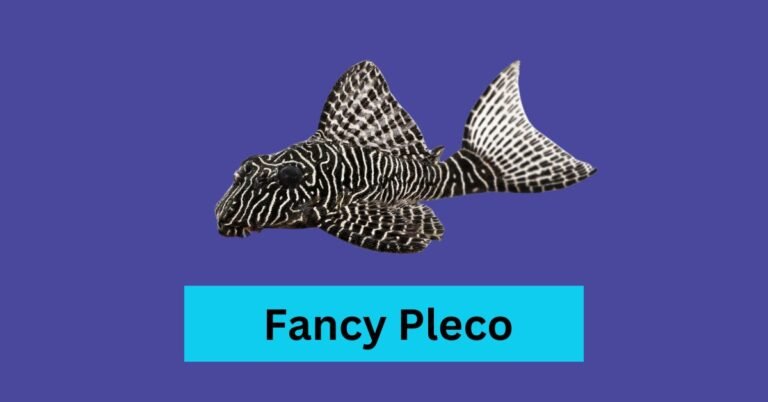 Fancy Pleco