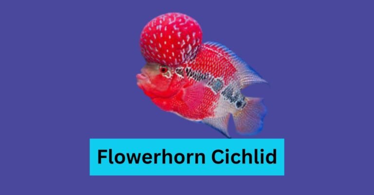 Flowerhorn Cichlid