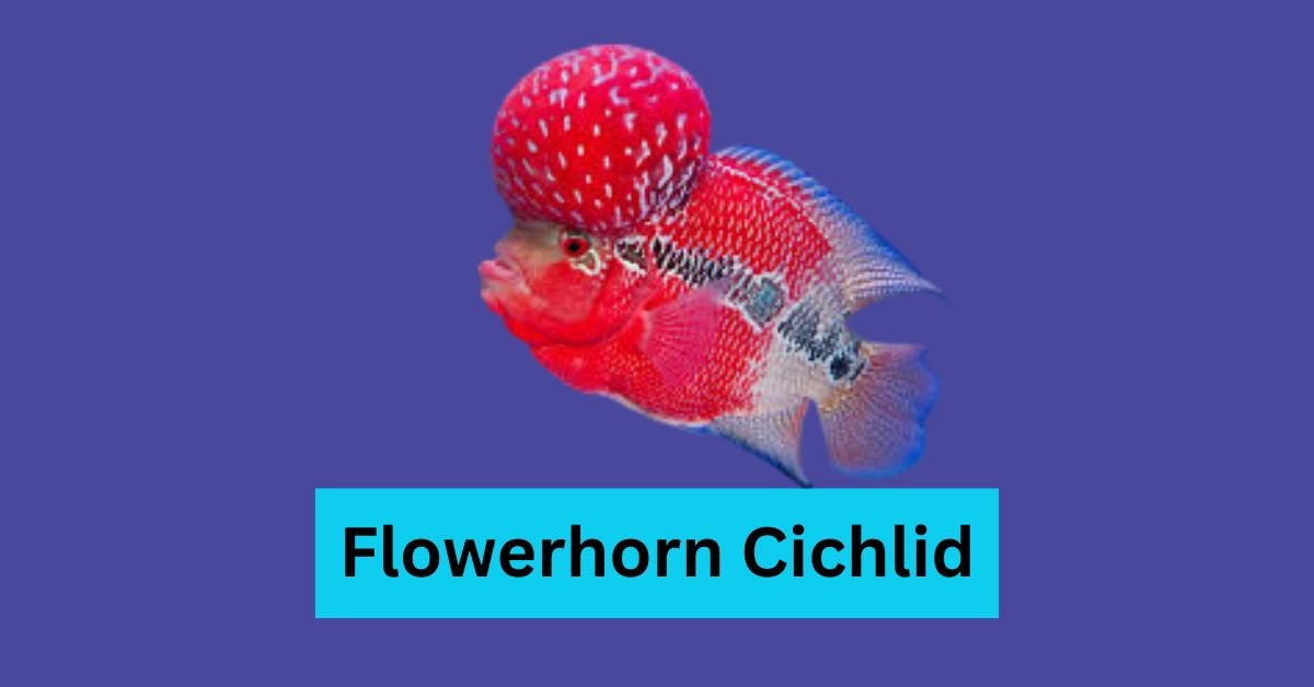 Flowerhorn Cichlid