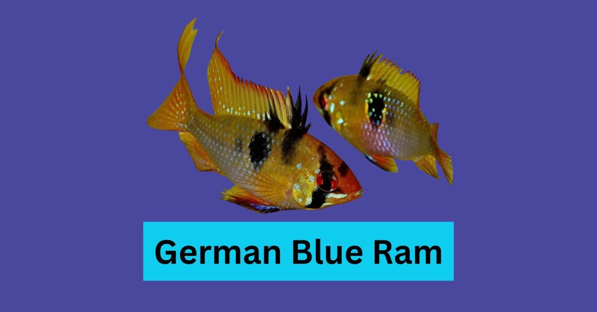 German Blue Ram