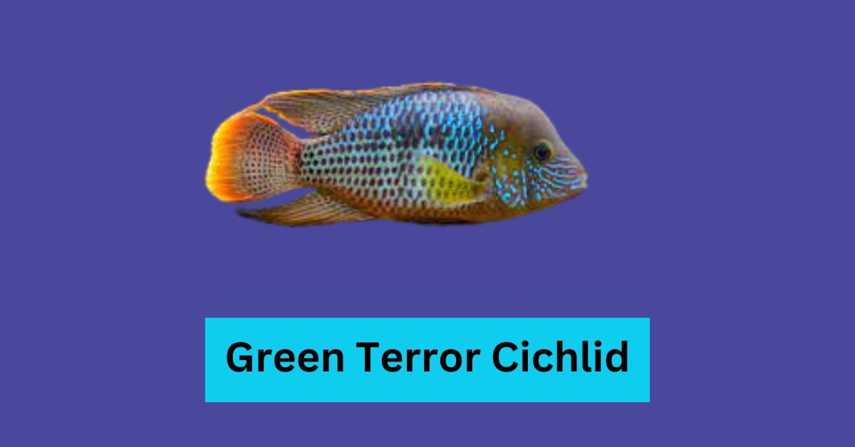 Green Terror Cichlid