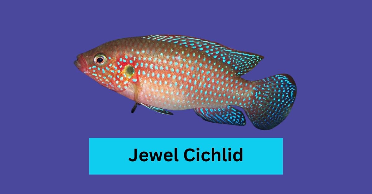 Jewel Cichlid