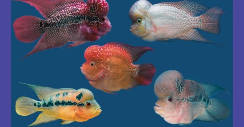 Origin and History of Flowerhorn Cichlid