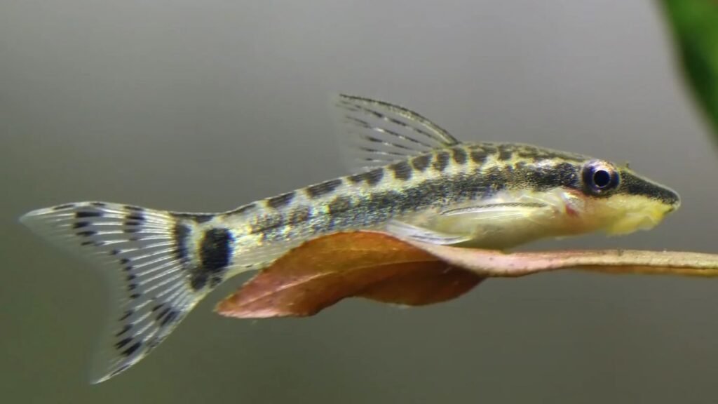 Otocinclus Catfish care