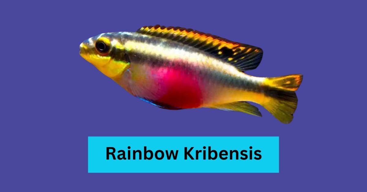 Rainbow Kribensis