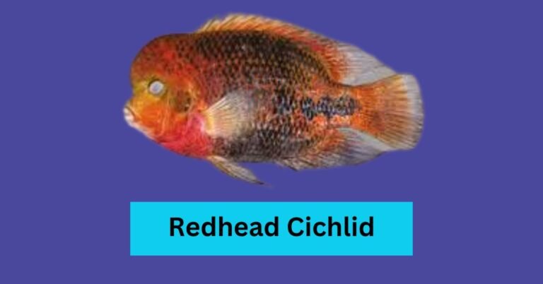 Redhead Cichlid