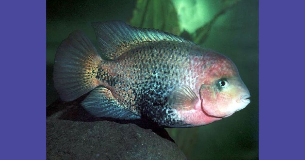 Redhead Cichlid Natural Habitat and Social Behavior