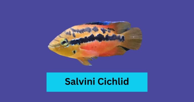 Salvini Cichlid