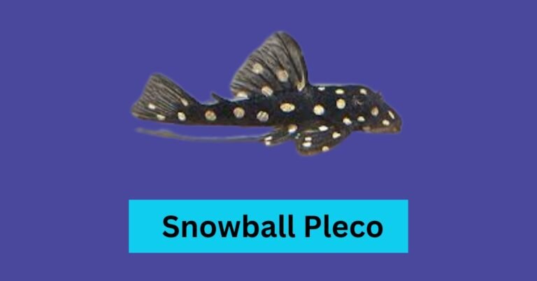 Snowball Pleco