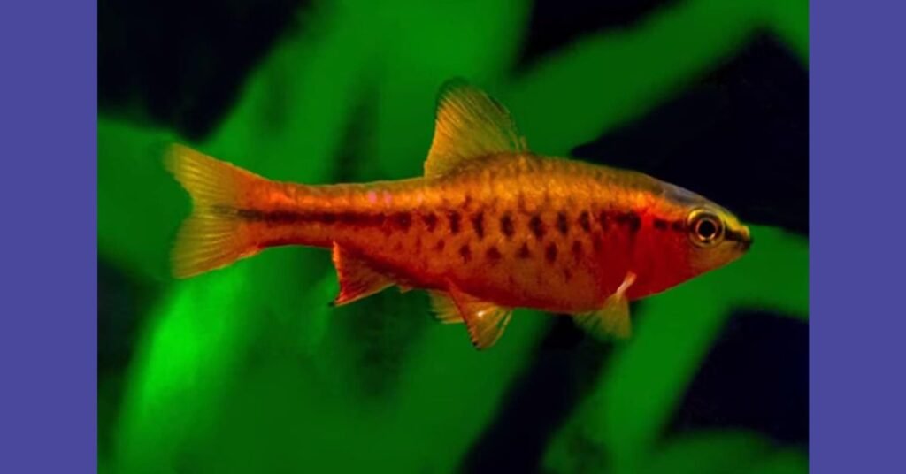 Social Behavior of Cherry Barb