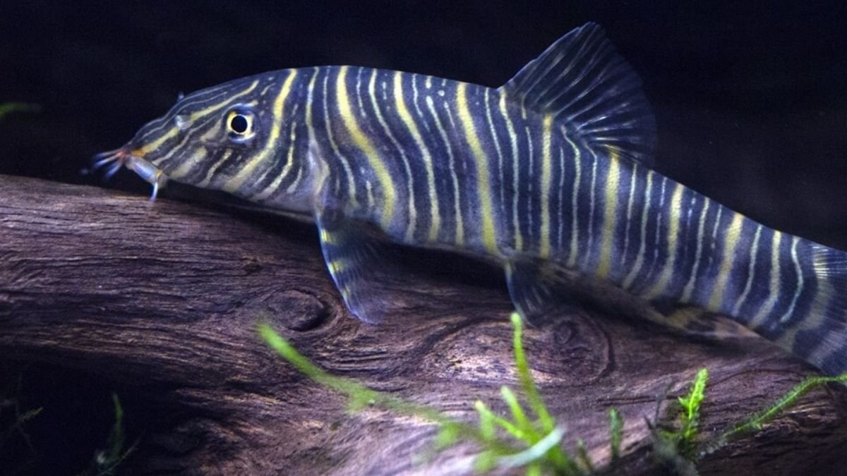 Zebra Loach