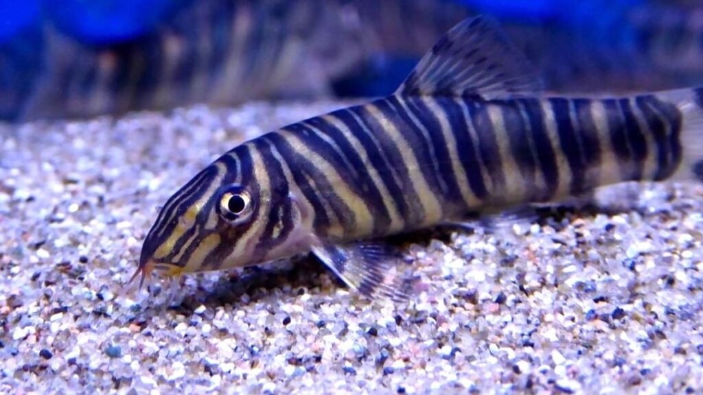 Zebra Loach size