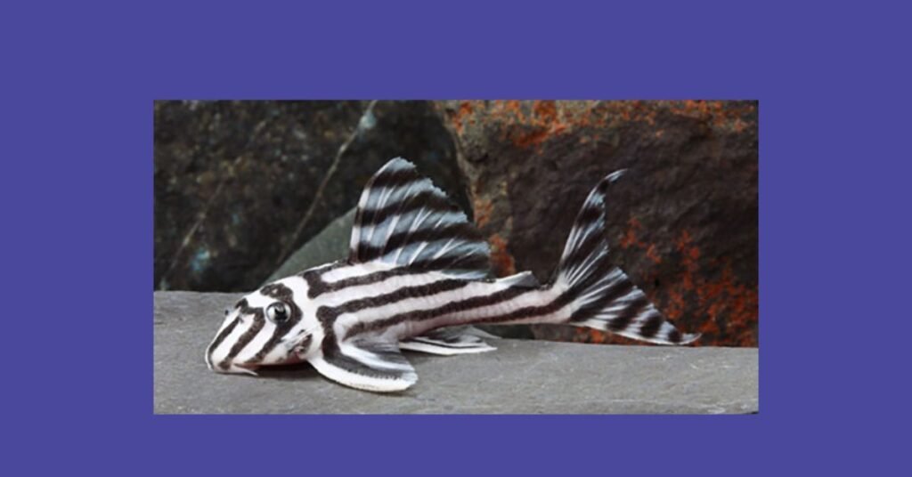 Zebra Pleco (Hypancistrus zebra)